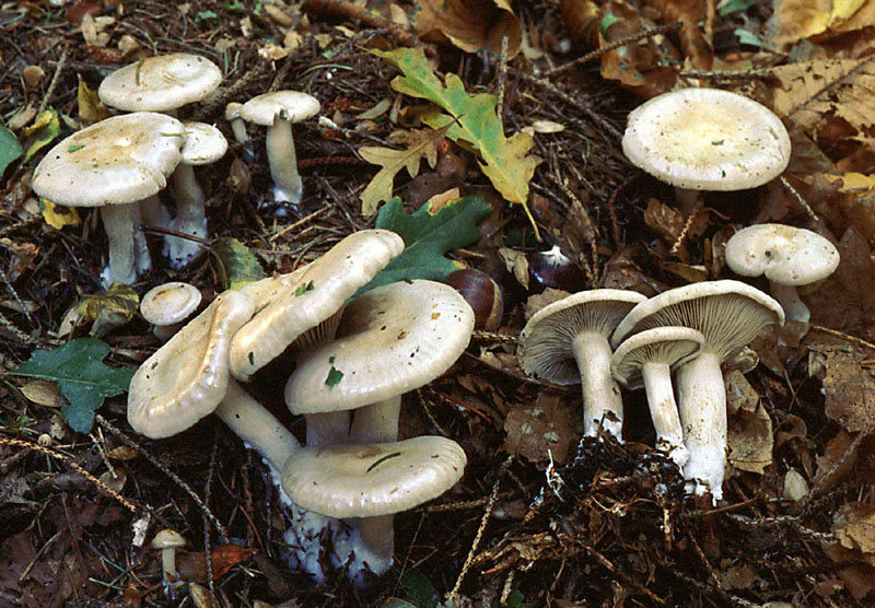 Clitocybe sp.